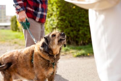 How long after a dog bite can you sue in georgia