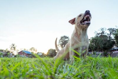 Clarkston ga dog bite lawyer