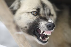 Locations snellville ga dog bite lawyer