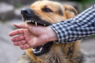 Dog bite injury lawyer why do i need a lawyer for my dog bite injury case