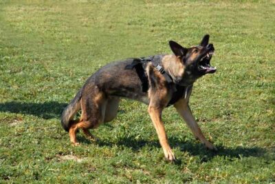 Aggressive german shepherd