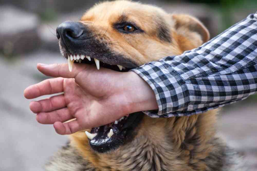 Dog Bite Injury Lawyer | No Upfront Fees | 24/7 Support