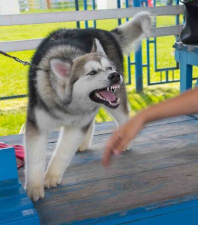 Malamute aggressive bite