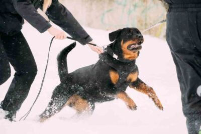 Rottweiler attack