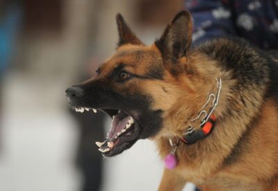 Aggressive dog barking and showing teeth