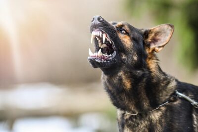 Aggressive dog showing teeth