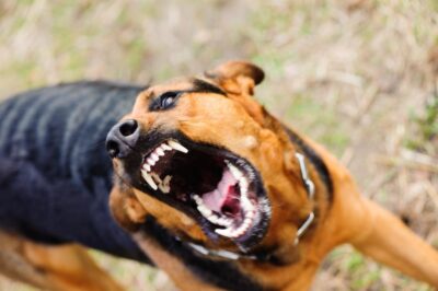 Angry dog baring its teeth