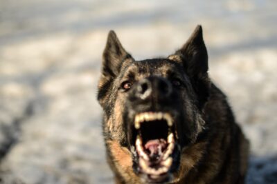 Vicious dog barking and baring teeth