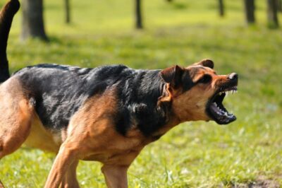 Vicious dog showing teeth and growling