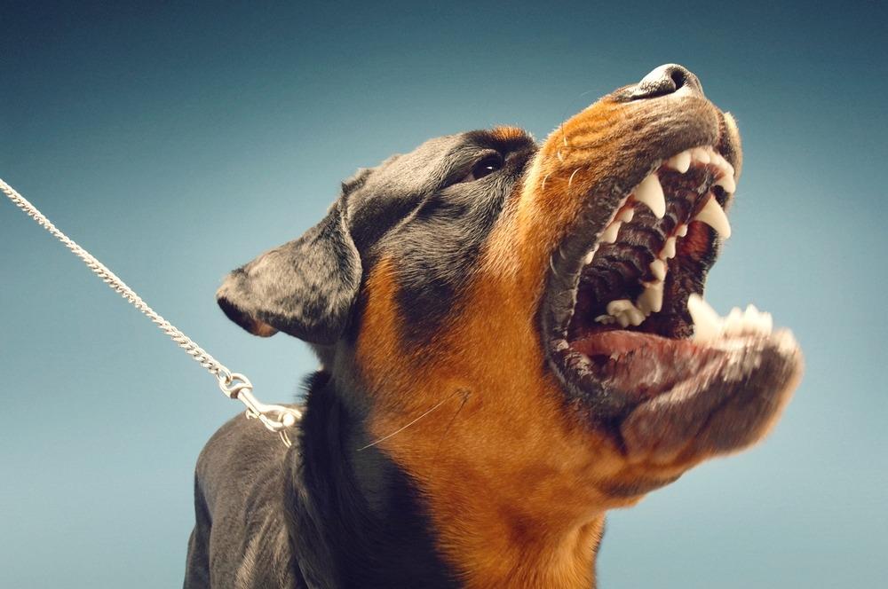 An aggressive rottweiler barking.