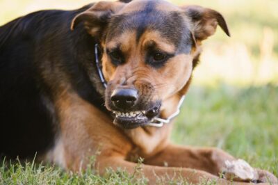 Angry dog growls and shows teeth