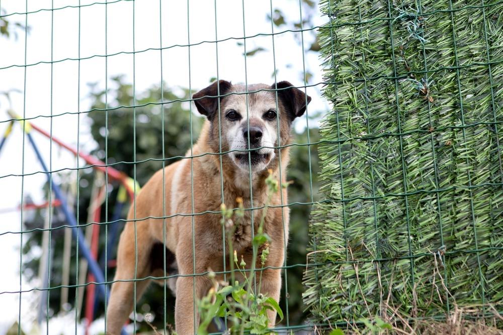 Dog biting outlet fence