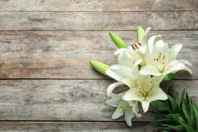 Blooming lily on a deck