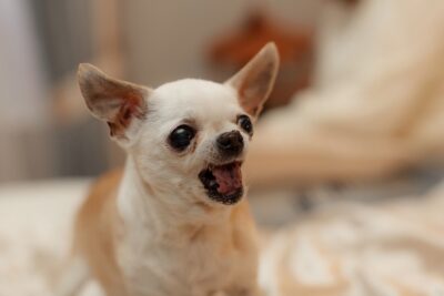 Chihuahua barking