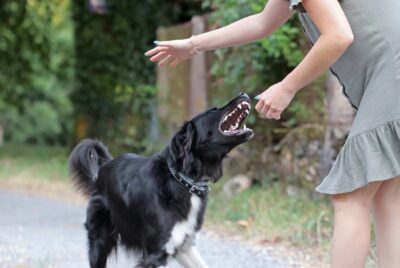 Atlanta abogado de mordidas de perro