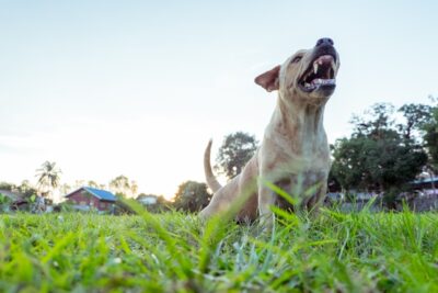 Fayetteville ga dog bite lawyer