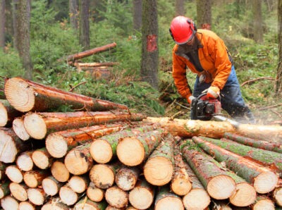 Lumberjack sawing trees scaled