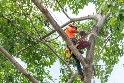 Tree service worker in tree scaled