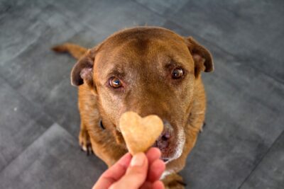 Canton ga dog bite lawyer