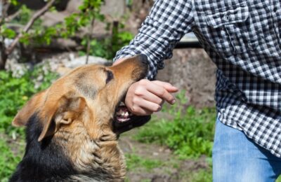 Workers comp for dog bite injuries in georgia